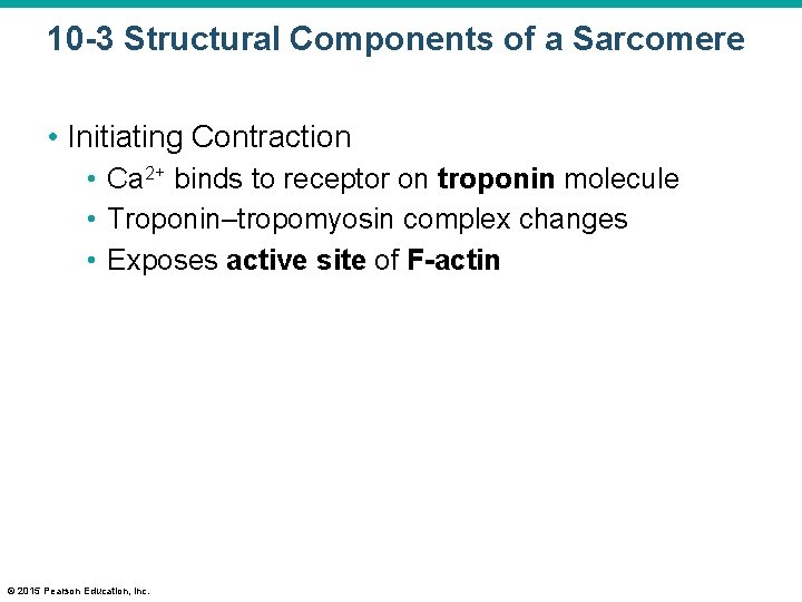 10 -3 Structural Components of a Sarcomere • Initiating Contraction • Ca 2+ binds