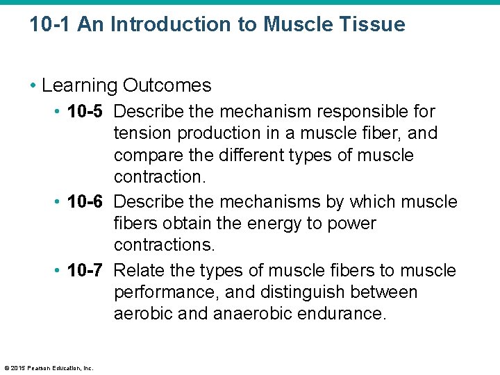 10 -1 An Introduction to Muscle Tissue • Learning Outcomes • 10 -5 Describe