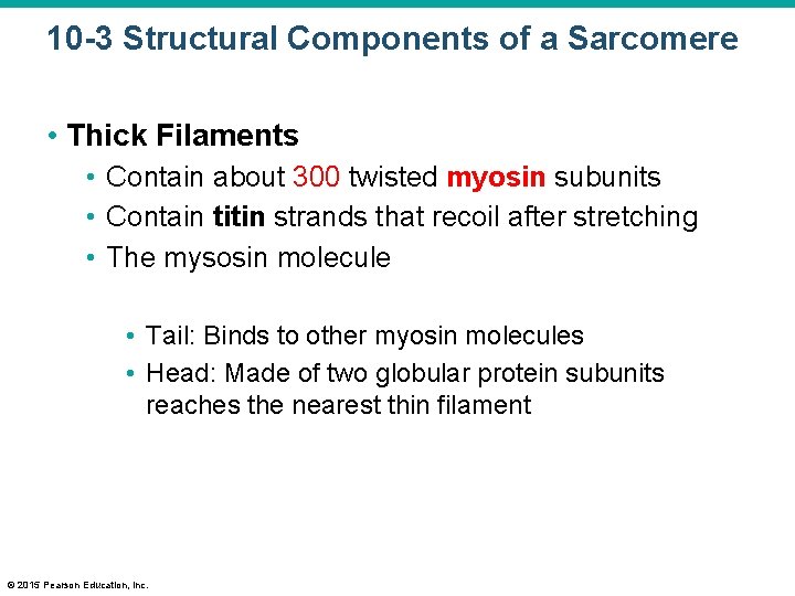 10 -3 Structural Components of a Sarcomere • Thick Filaments • Contain about 300