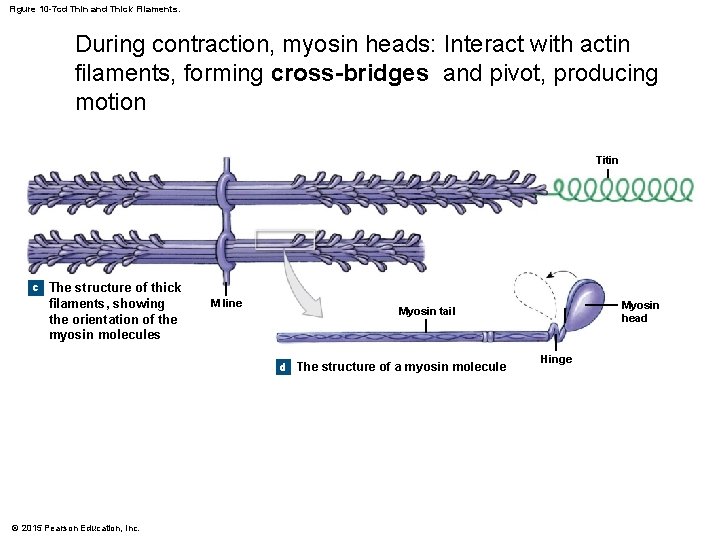 Figure 10 -7 cd Thin and Thick Filaments. During contraction, myosin heads: Interact with