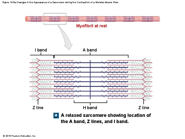 Figure 10 -8 a Changes in the Appearance of a Sarcomere during the Contraction