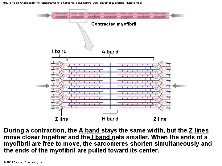 Figure 10 -8 b Changes in the Appearance of a Sarcomere during the Contraction