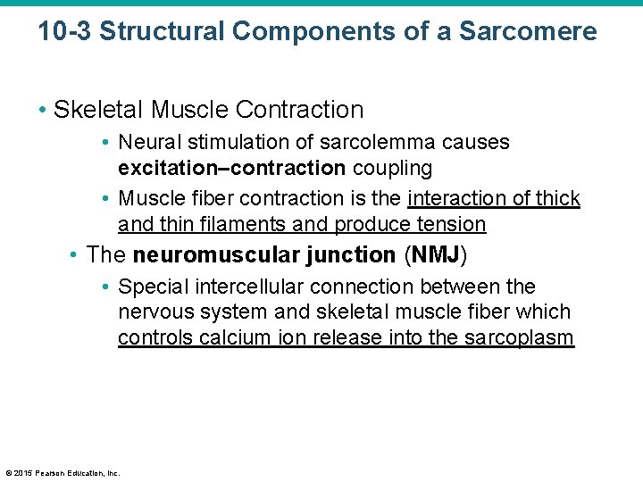 10 -3 Structural Components of a Sarcomere • Skeletal Muscle Contraction • Neural stimulation