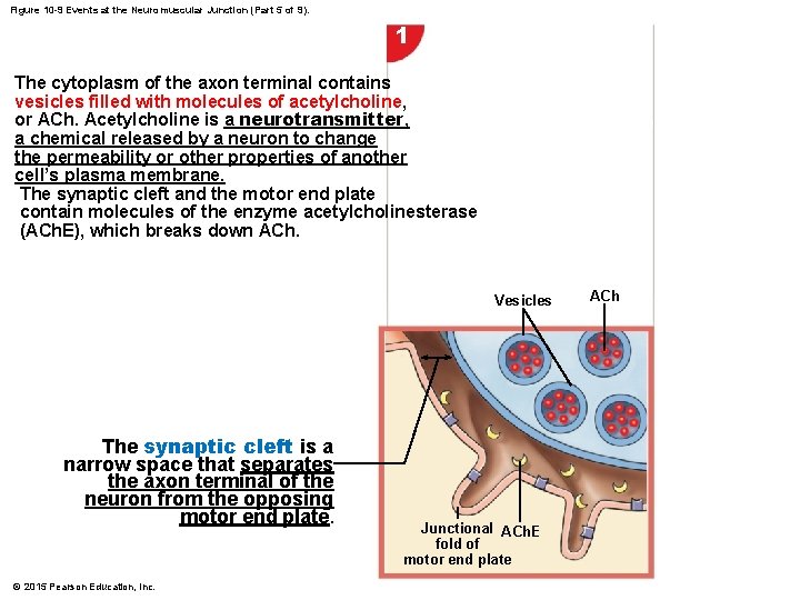 Figure 10 -9 Events at the Neuromuscular Junction (Part 5 of 9). 1 The