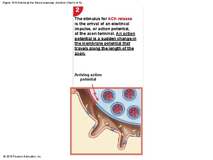 Figure 10 -9 Events at the Neuromuscular Junction (Part 6 of 9). 2 The