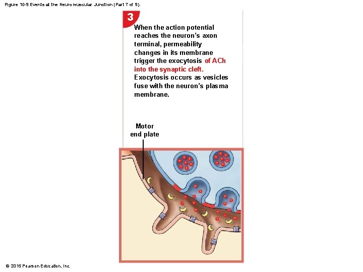 Figure 10 -9 Events at the Neuromuscular Junction (Part 7 of 9). 3 When