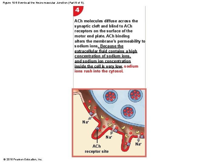 Figure 10 -9 Events at the Neuromuscular Junction (Part 8 of 9). 4 ACh