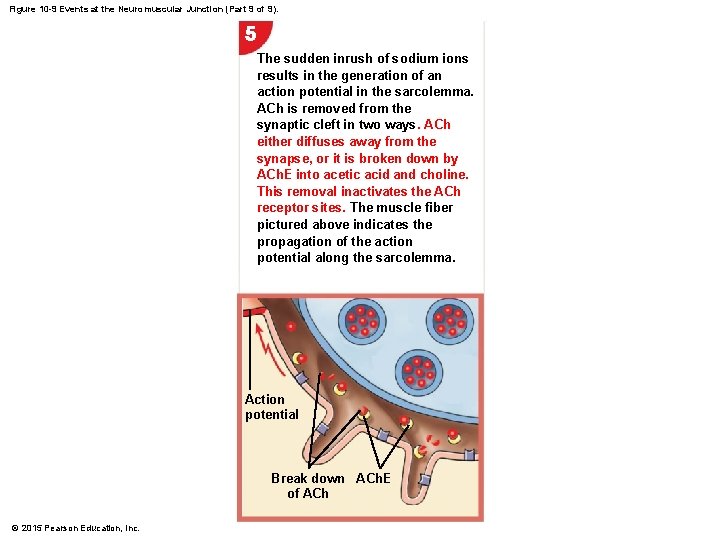 Figure 10 -9 Events at the Neuromuscular Junction (Part 9 of 9). 5 The