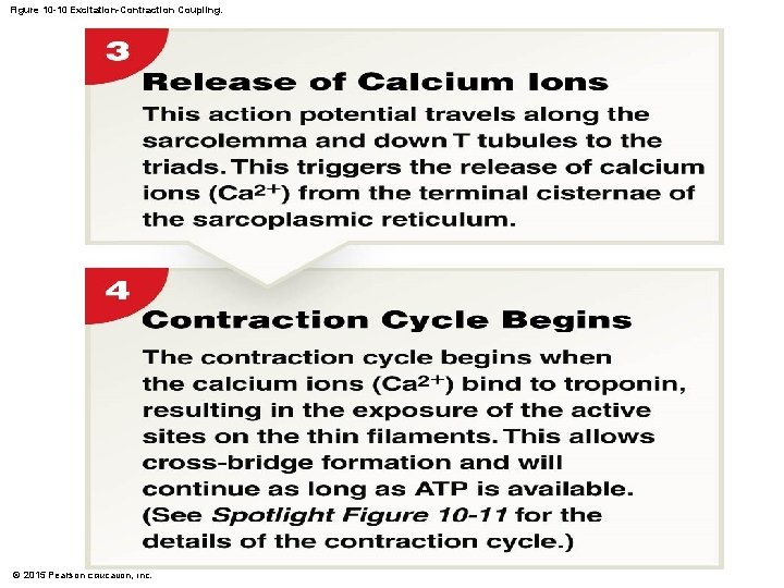Figure 10 -10 Excitation-Contraction Coupling. © 2015 Pearson Education, Inc. 
