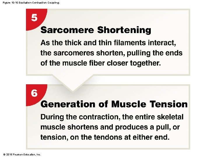 Figure 10 -10 Excitation-Contraction Coupling. © 2015 Pearson Education, Inc. 