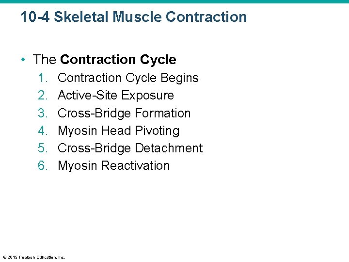 10 -4 Skeletal Muscle Contraction • The Contraction Cycle 1. 2. 3. 4. 5.