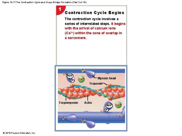 Figure 10 -11 The Contraction Cycle and Cross-Bridge Formation (Part 3 of 10). 1