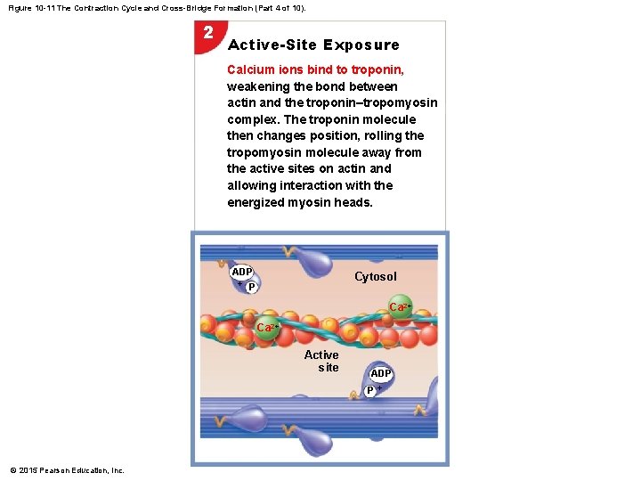 Figure 10 -11 The Contraction Cycle and Cross-Bridge Formation (Part 4 of 10). 2