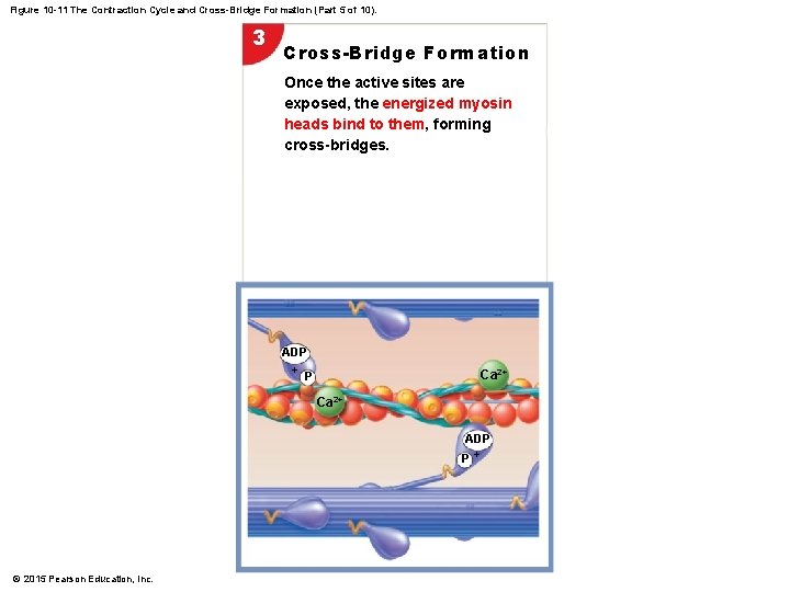 Figure 10 -11 The Contraction Cycle and Cross-Bridge Formation (Part 5 of 10). 3