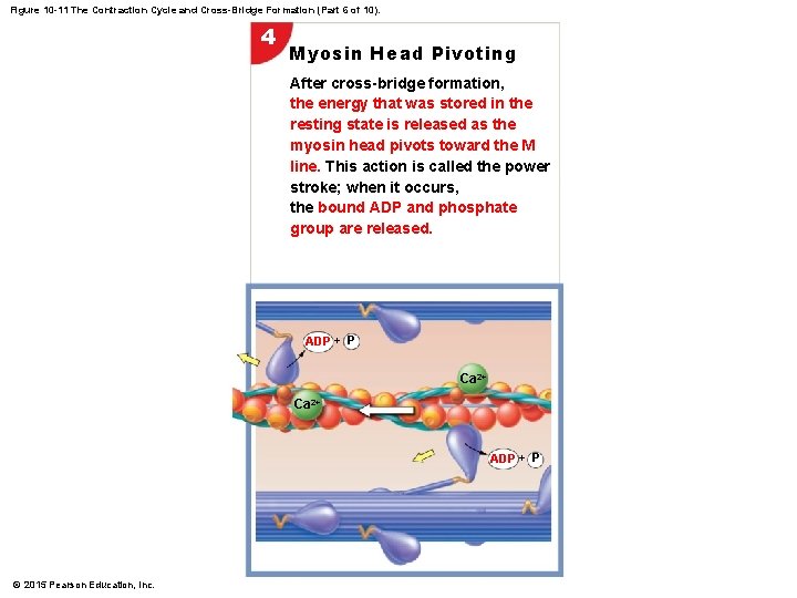 Figure 10 -11 The Contraction Cycle and Cross-Bridge Formation (Part 6 of 10). 4