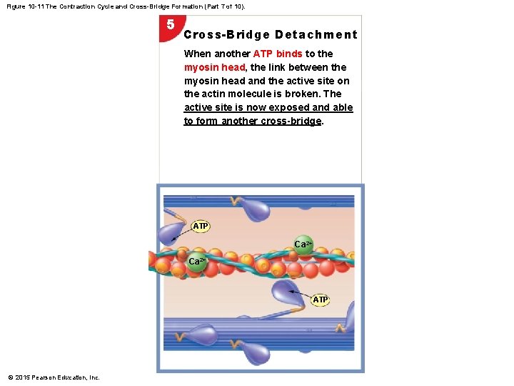 Figure 10 -11 The Contraction Cycle and Cross-Bridge Formation (Part 7 of 10). 5