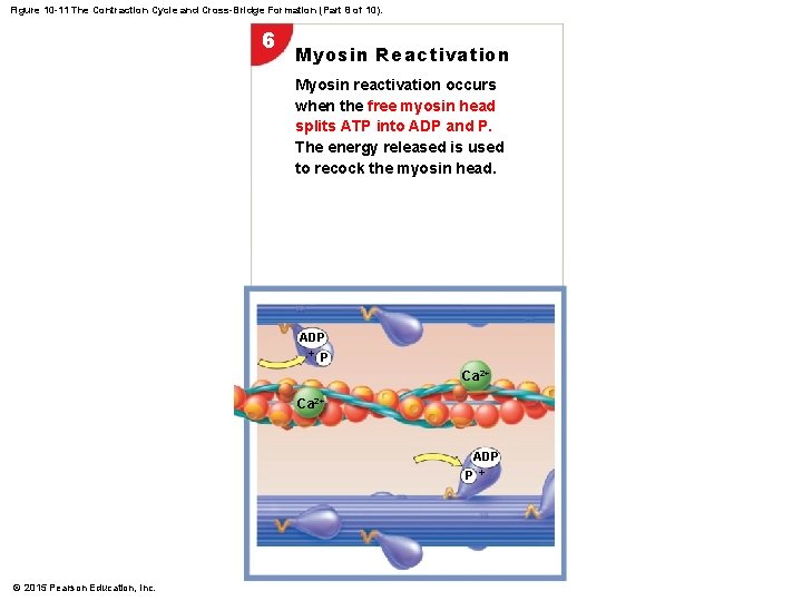 Figure 10 -11 The Contraction Cycle and Cross-Bridge Formation (Part 8 of 10). 6