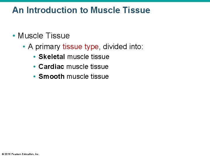 An Introduction to Muscle Tissue • A primary tissue type, divided into: • Skeletal
