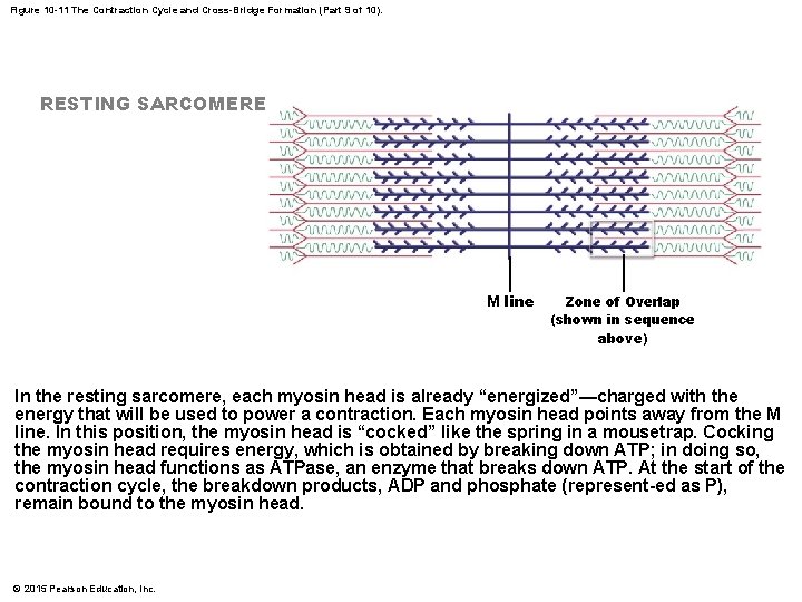 Figure 10 -11 The Contraction Cycle and Cross-Bridge Formation (Part 9 of 10). RESTING