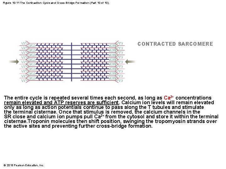 Figure 10 -11 The Contraction Cycle and Cross-Bridge Formation (Part 10 of 10). CONTRACTED