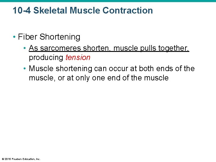10 -4 Skeletal Muscle Contraction • Fiber Shortening • As sarcomeres shorten, muscle pulls