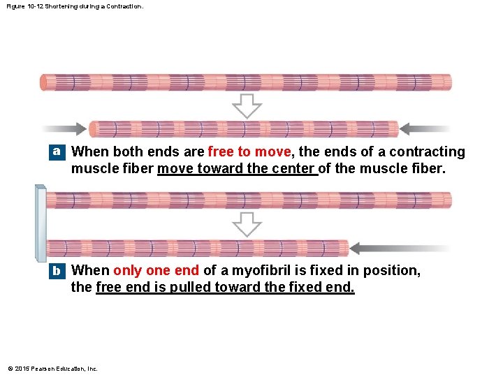 Figure 10 -12 Shortening during a Contraction. a When both ends are free to