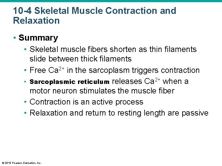 10 -4 Skeletal Muscle Contraction and Relaxation • Summary • Skeletal muscle fibers shorten