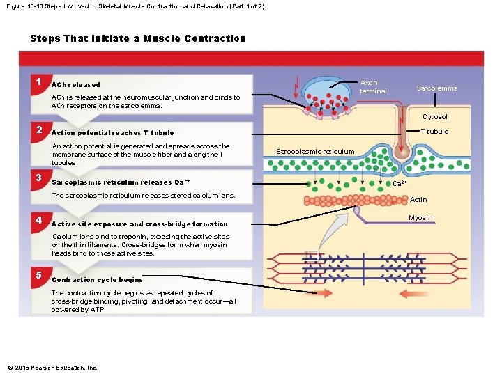 Figure 10 -13 Steps Involved in Skeletal Muscle Contraction and Relaxation (Part 1 of