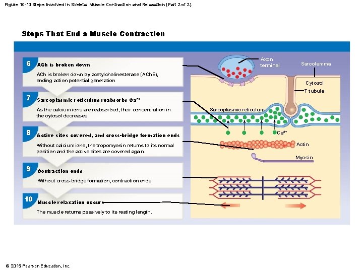Figure 10 -13 Steps Involved in Skeletal Muscle Contraction and Relaxation (Part 2 of