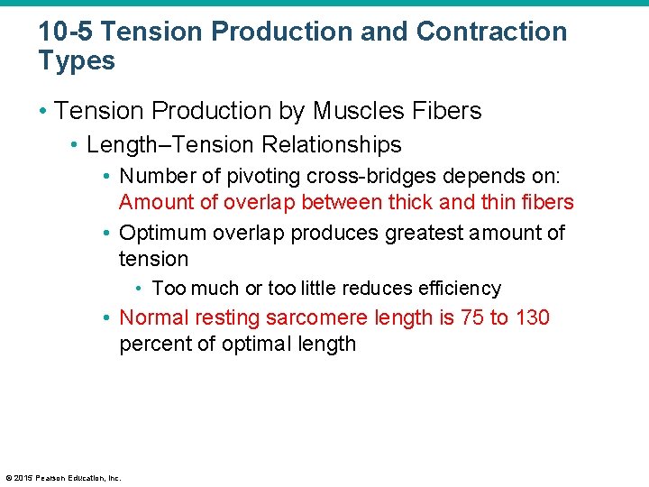 10 -5 Tension Production and Contraction Types • Tension Production by Muscles Fibers •