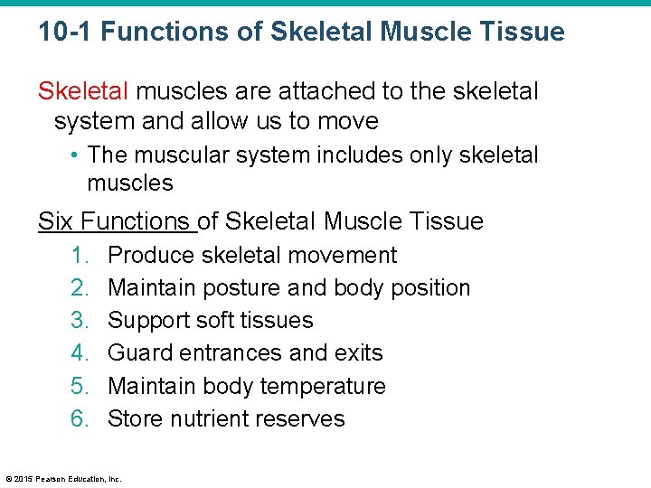 10 -1 Functions of Skeletal Muscle Tissue Skeletal muscles are attached to the skeletal