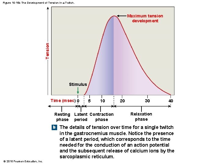 Figure 10 -15 b The Development of Tension in a Twitch. Tension Maximum tension