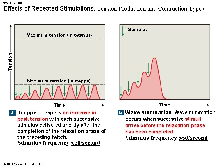 Figure 10 -16 ab Effects of Repeated Stimulations. Tension Production and Contraction Types =