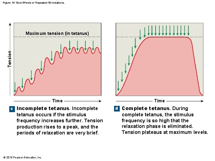 Figure 10 -16 cd Effects of Repeated Stimulations. Tension Maximum tension (in tetanus) Time