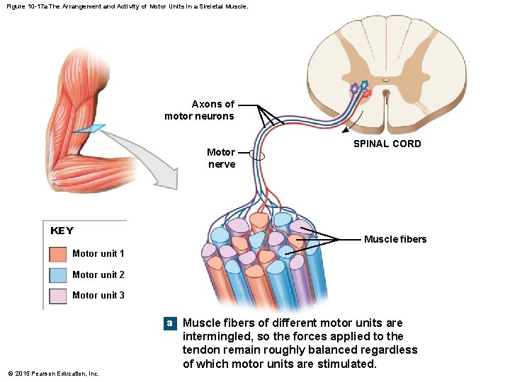 Figure 10 -17 a The Arrangement and Activity of Motor Units in a Skeletal