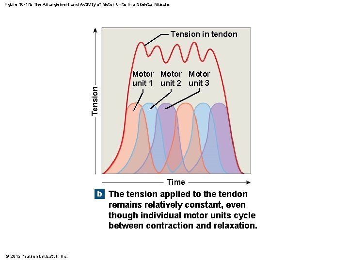 Figure 10 -17 b The Arrangement and Activity of Motor Units in a Skeletal