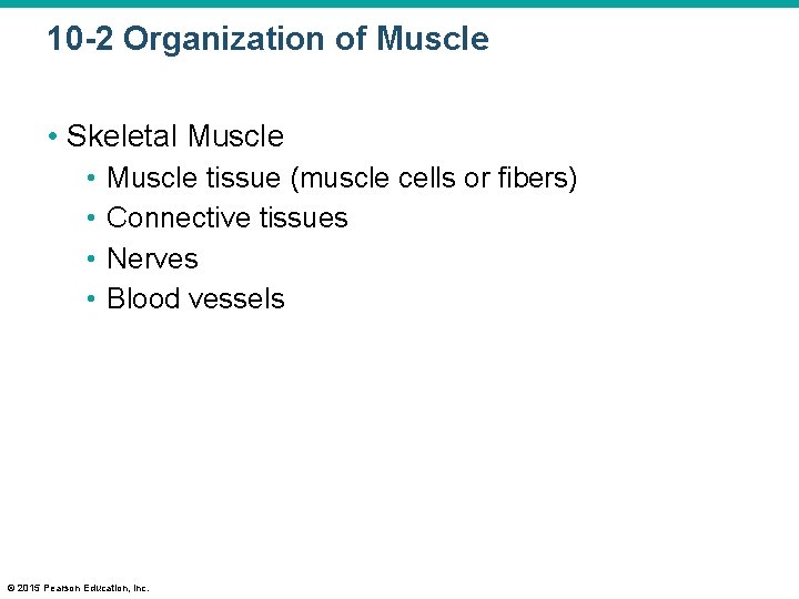 10 -2 Organization of Muscle • Skeletal Muscle • • Muscle tissue (muscle cells