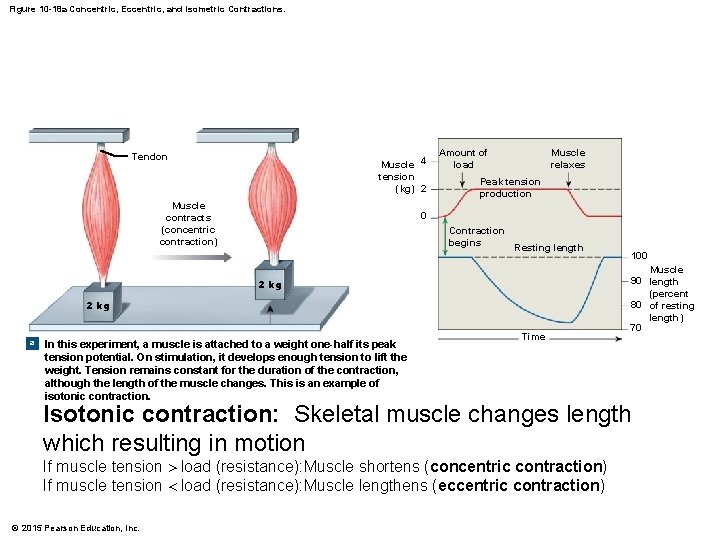 Figure 10 -18 a Concentric, Eccentric, and Isometric Contractions. Tendon Muscle 4 tension (kg)
