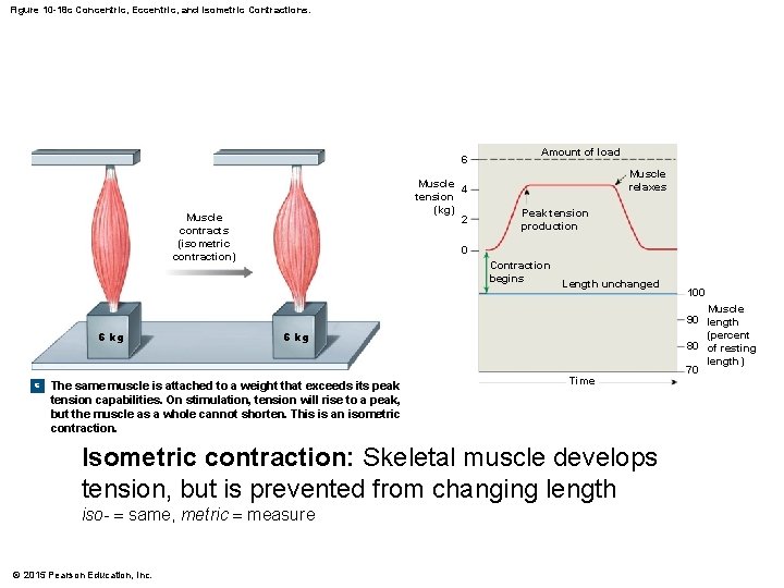 Figure 10 -18 c Concentric, Eccentric, and Isometric Contractions. 6 Muscle 4 tension (kg)