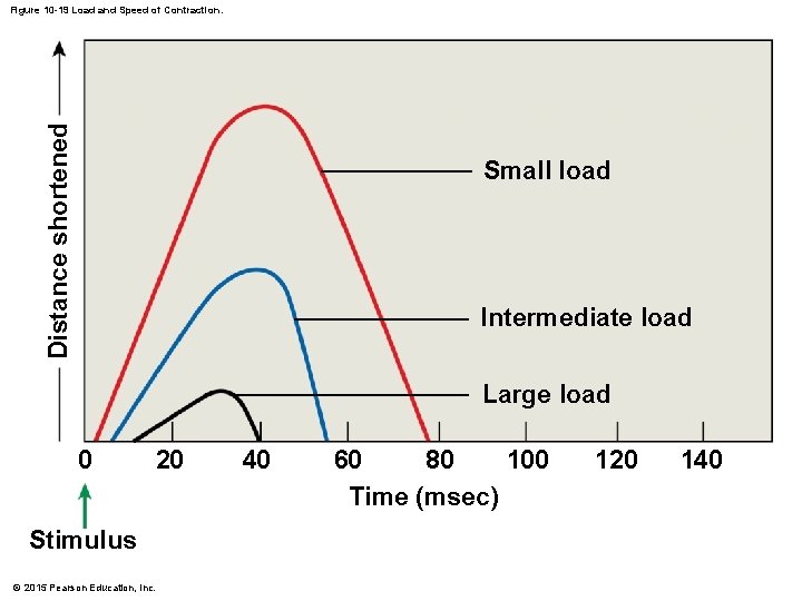 Distance shortened Figure 10 -19 Load and Speed of Contraction. Small load Intermediate load