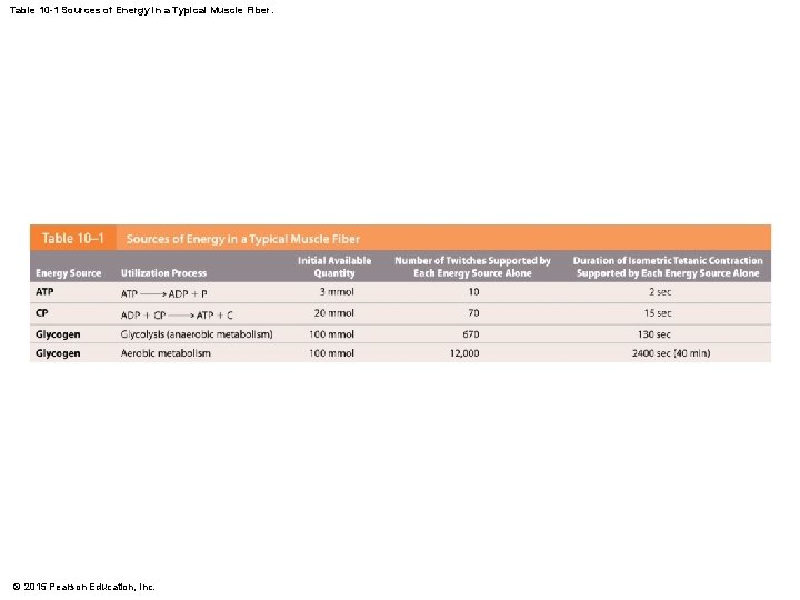 Table 10 -1 Sources of Energy in a Typical Muscle Fiber. © 2015 Pearson