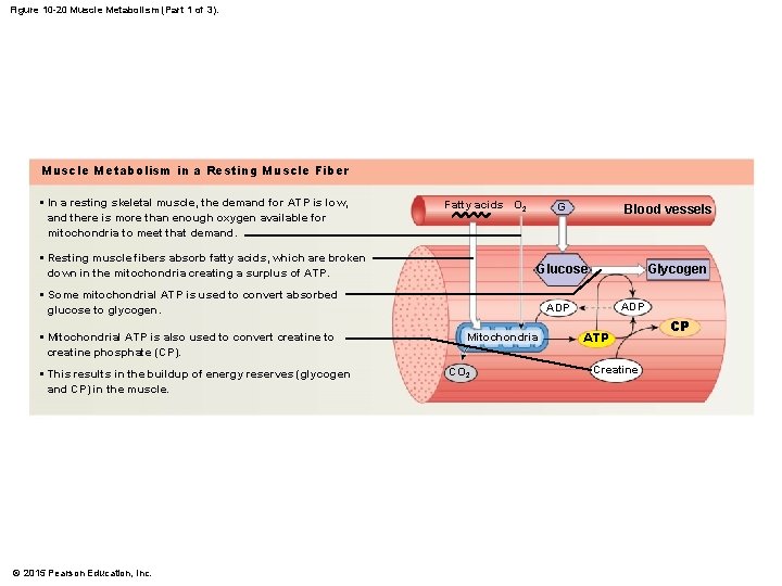 Figure 10 -20 Muscle Metabolism (Part 1 of 3). Muscle Metabolism in a Resting