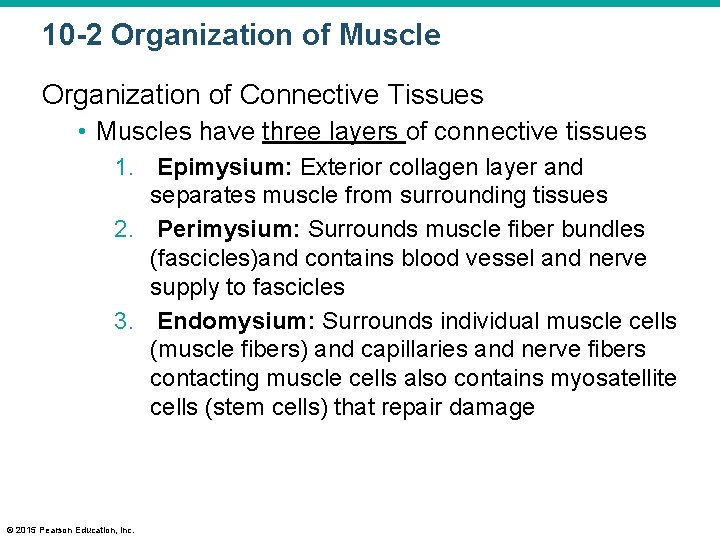 10 -2 Organization of Muscle Organization of Connective Tissues • Muscles have three layers