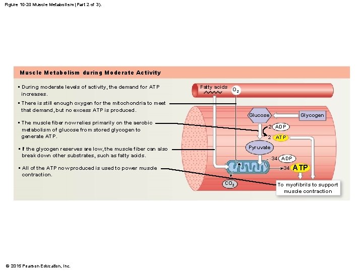 Figure 10 -20 Muscle Metabolism (Part 2 of 3). Muscle Metabolism during Moderate Activity
