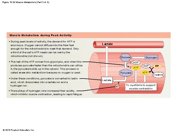Figure 10 -20 Muscle Metabolism (Part 3 of 3). Muscle Metabolism during Peak Activity