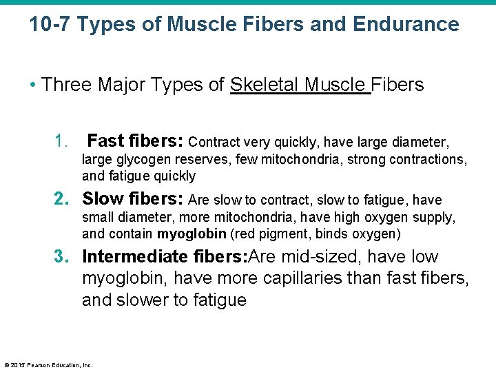10 -7 Types of Muscle Fibers and Endurance • Three Major Types of Skeletal