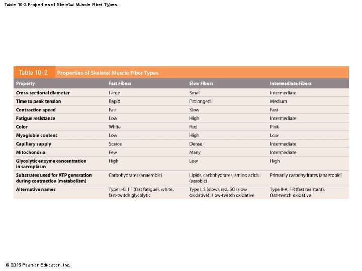 Table 10 -2 Properties of Skeletal Muscle Fiber Types. © 2015 Pearson Education, Inc.