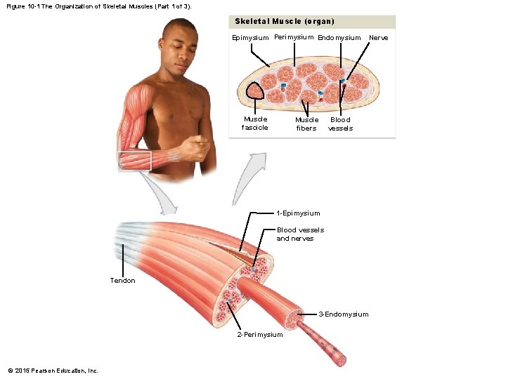 Figure 10 -1 The Organization of Skeletal Muscles (Part 1 of 3). Skeletal Muscle