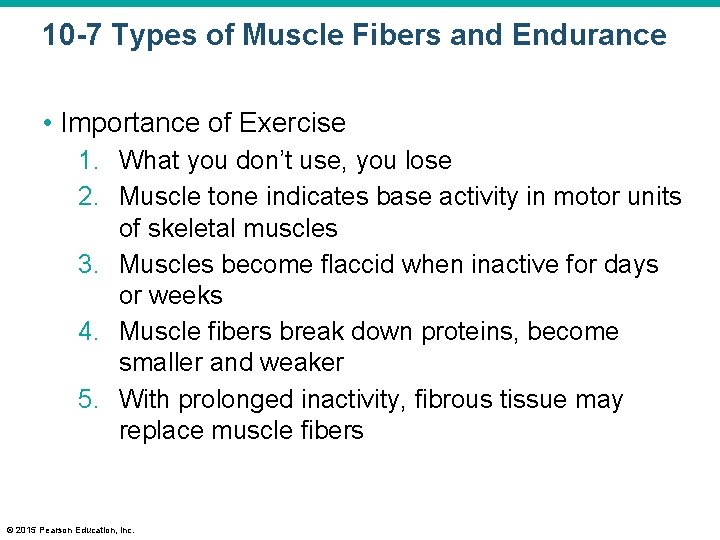 10 -7 Types of Muscle Fibers and Endurance • Importance of Exercise 1. What