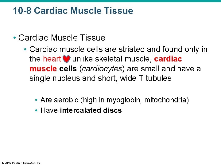 10 -8 Cardiac Muscle Tissue • Cardiac muscle cells are striated and found only
